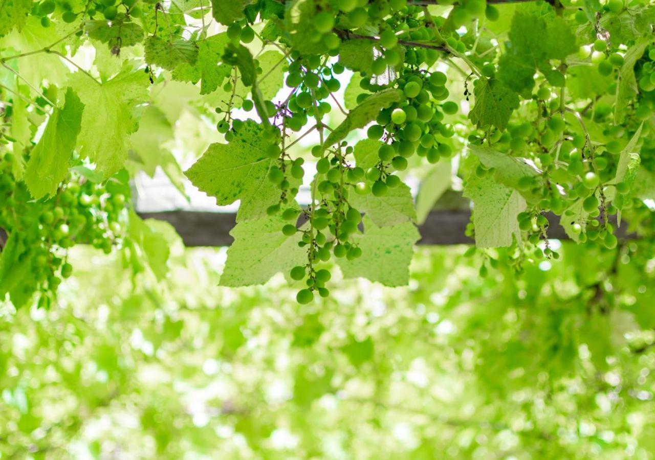 Agriturismo La Vammora Laviano Luaran gambar
